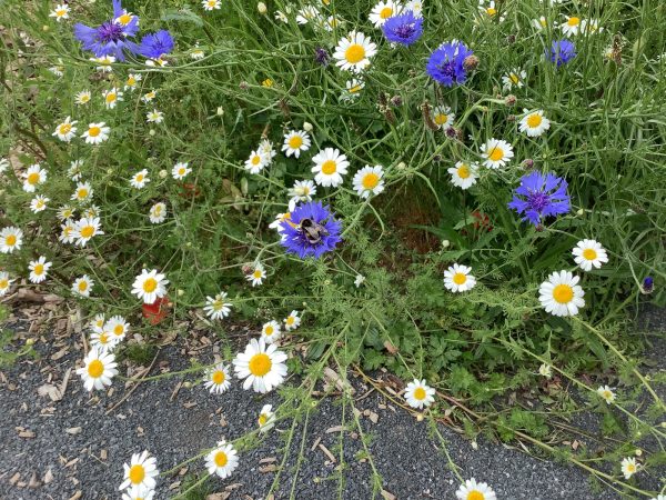 Bees-1