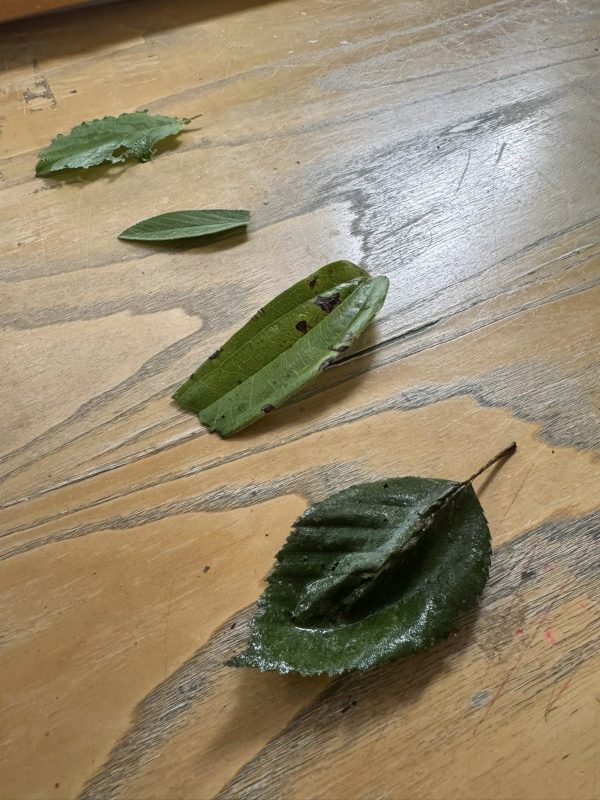 Forest-School-Treasure1