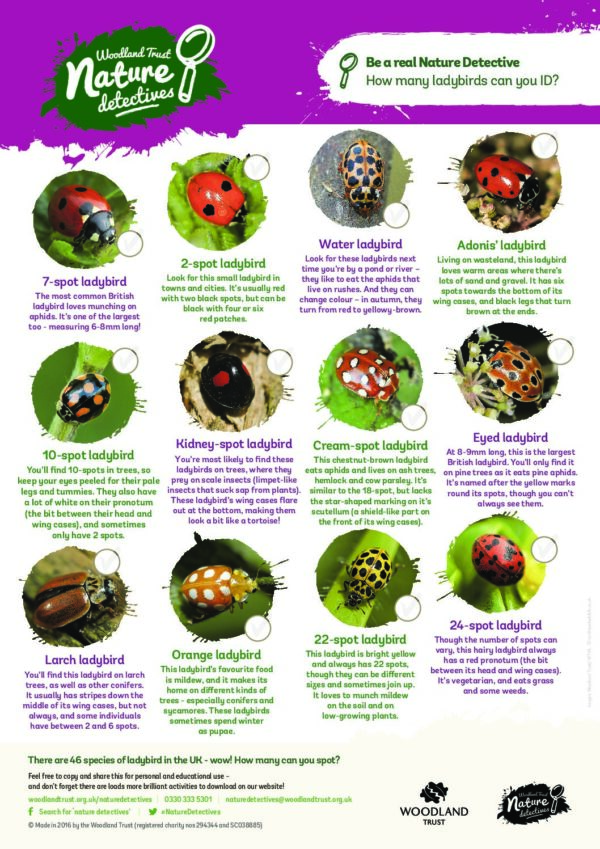 Outdoor Activities Page 9 Of 16 Forest Schools In Northern Ireland Outdoor Activities Page 9 Of 16 Forest Schools In Northern Ireland