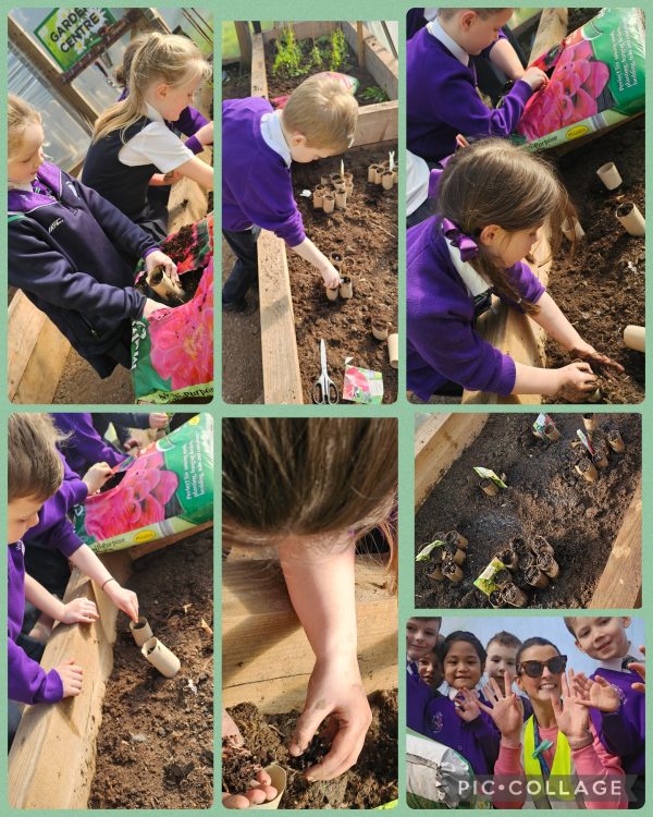 Lesson-4-Plant-it-Grow-It-Eat-It-From-Seed-to-Salad-pic