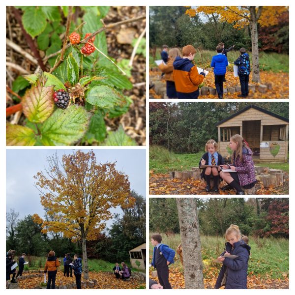 shared_collages_4216370376860424007